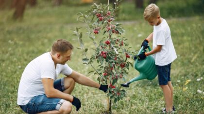Rekultywacja terenów Huty Miedzi Głogów: ponad 140 tys. drzew i krzewów do posadzenia